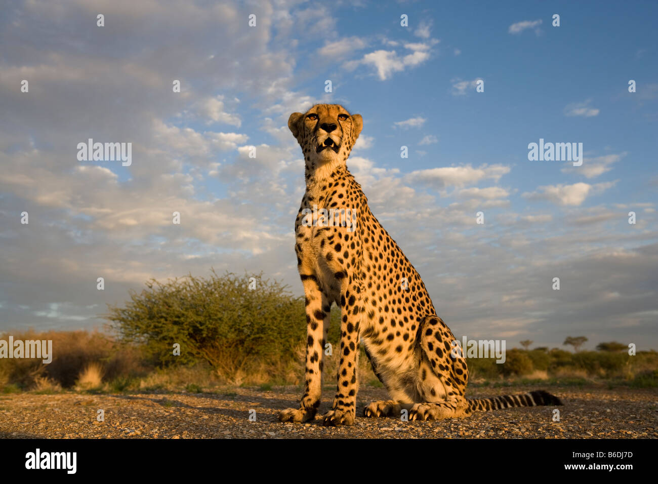 La Namibie Afrique Acinonyx guépard en captivité Keetmanshoop jubatas assis sur une colline au coucher du soleil Banque D'Images