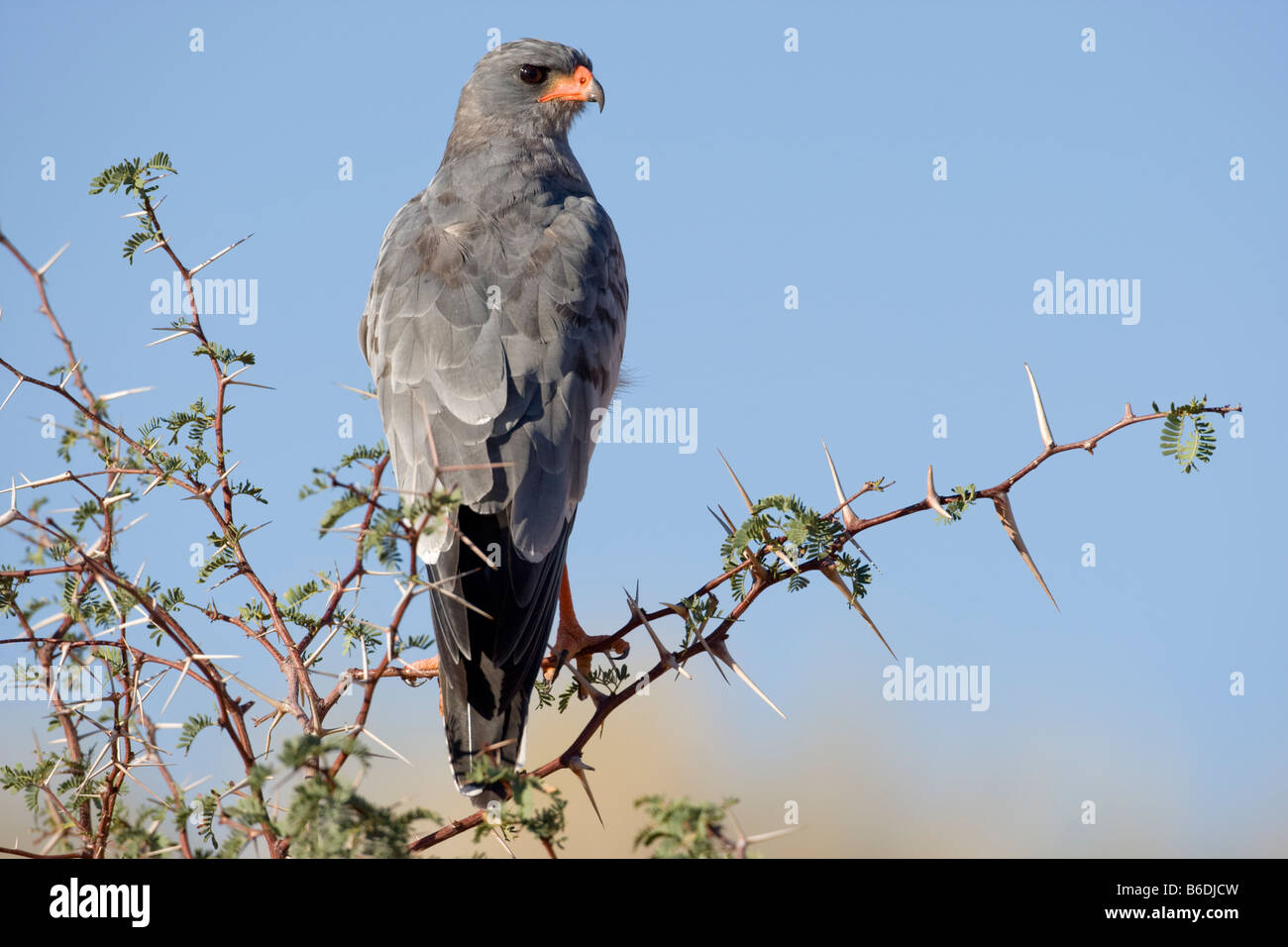 Afrique du Sud Parc transfrontalier de Kgalagadi Melierax canorus Pale Autour des palombes Psalmodiant dans désert du Kalahari Banque D'Images
