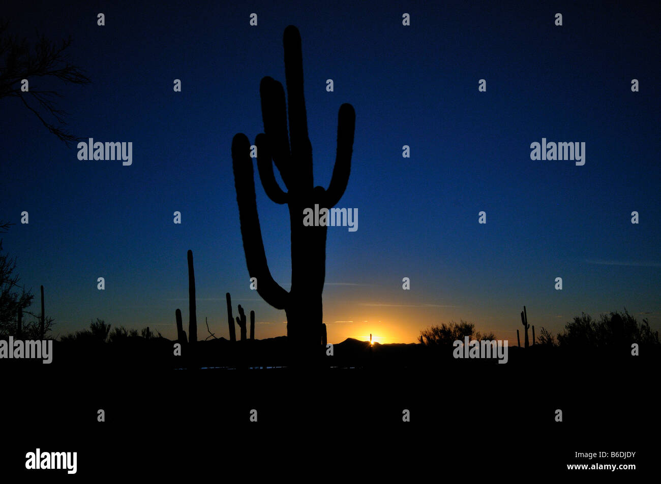 Saguaro Parc Nat Banque D'Images