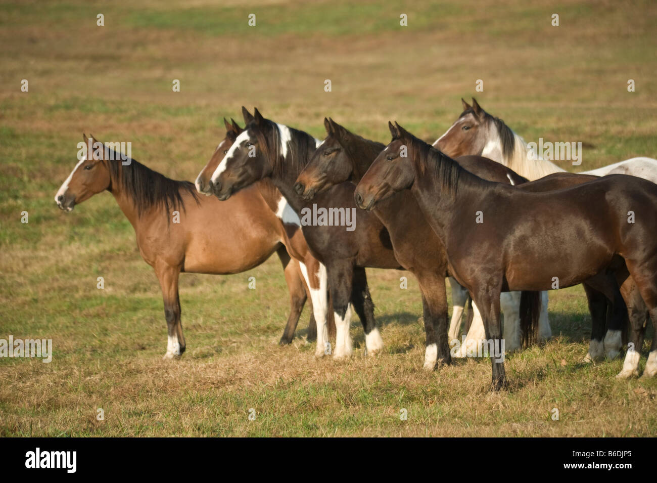 Troupeau de chevaux d'alerte au fier esprit Horse Rescue Arkansas Banque D'Images