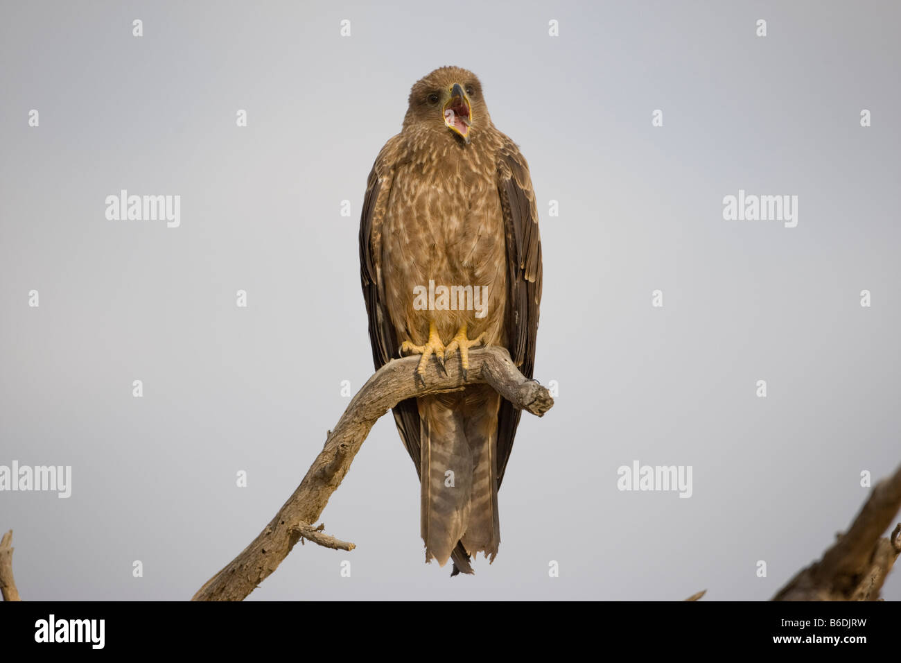 Afrique du Sud Parc transfrontalier de Kgalagadi bec jaune milan noir Milvus migrans de bâiller en étant debout sur arbre dans Kalahari Banque D'Images