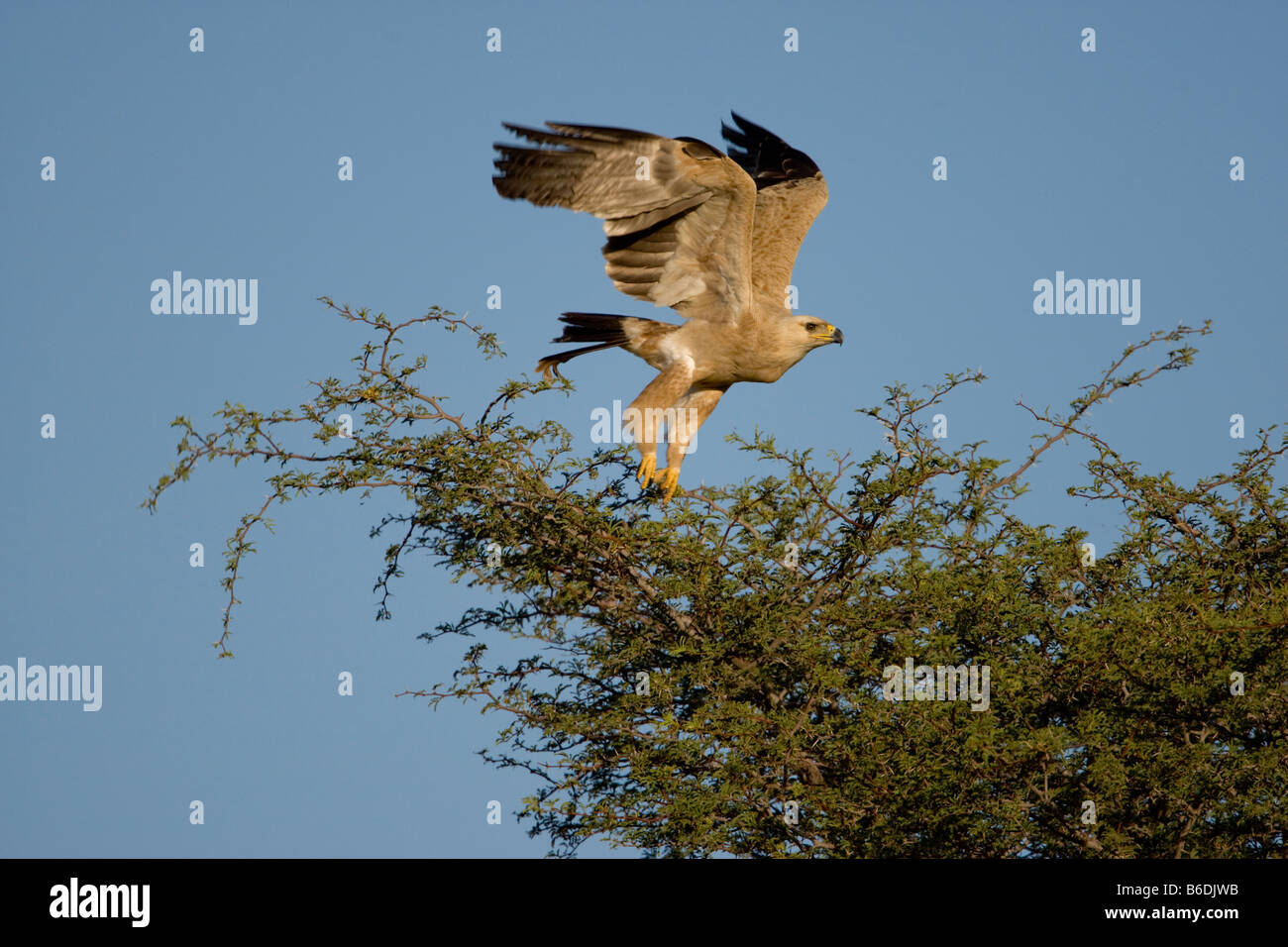 L'Afrique du Kgalagadi Transfrontier Park Aigle ravisseur Aquila rapax taking flight from tree dans désert du Kalahari Banque D'Images