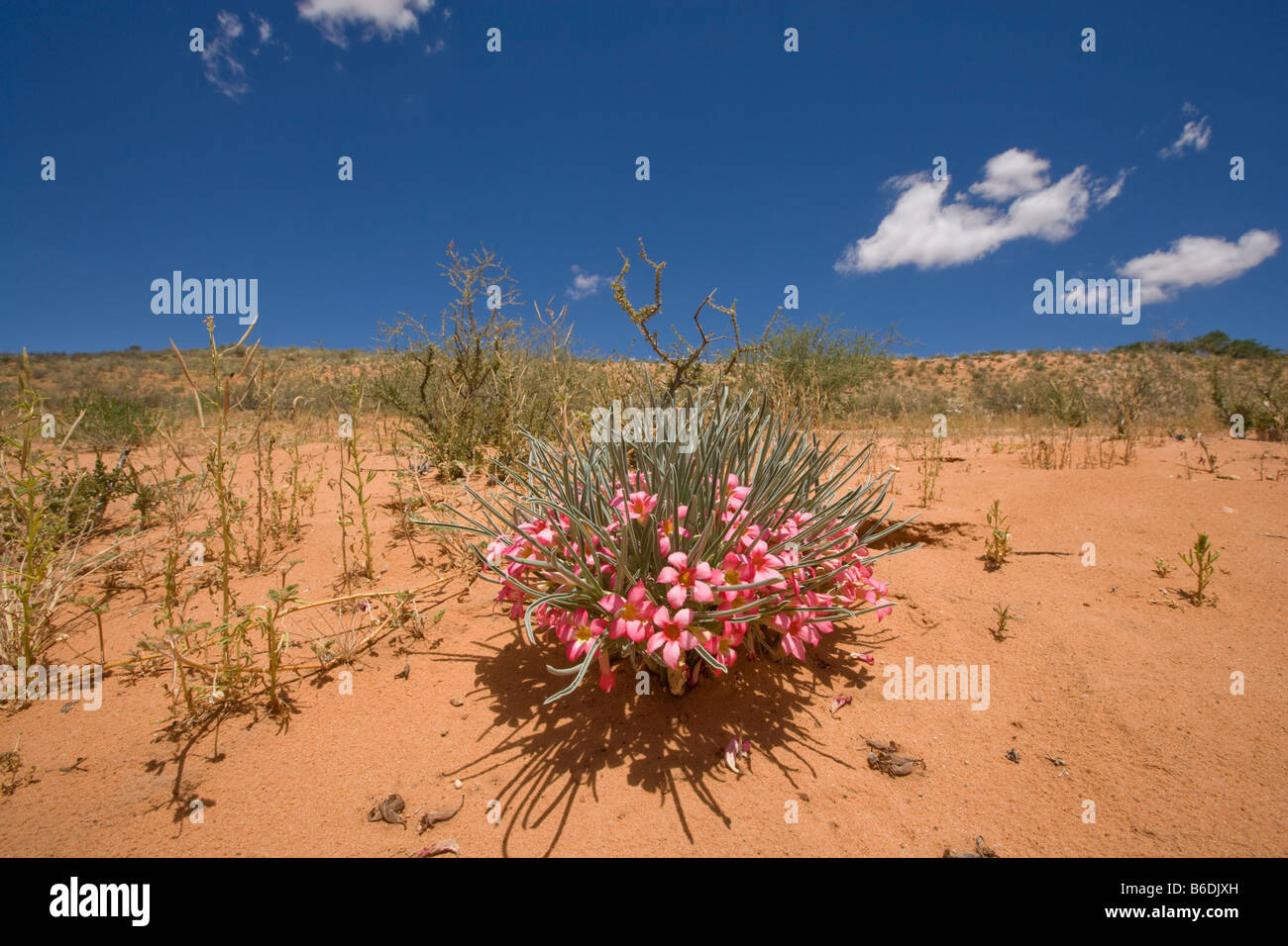 Afrique du Sud Kgalagadi Transfrontier Parc Rose fleurs sauvages dans les dunes de sable rouge dans le désert de Kalahari pendant la saison des pluies Banque D'Images