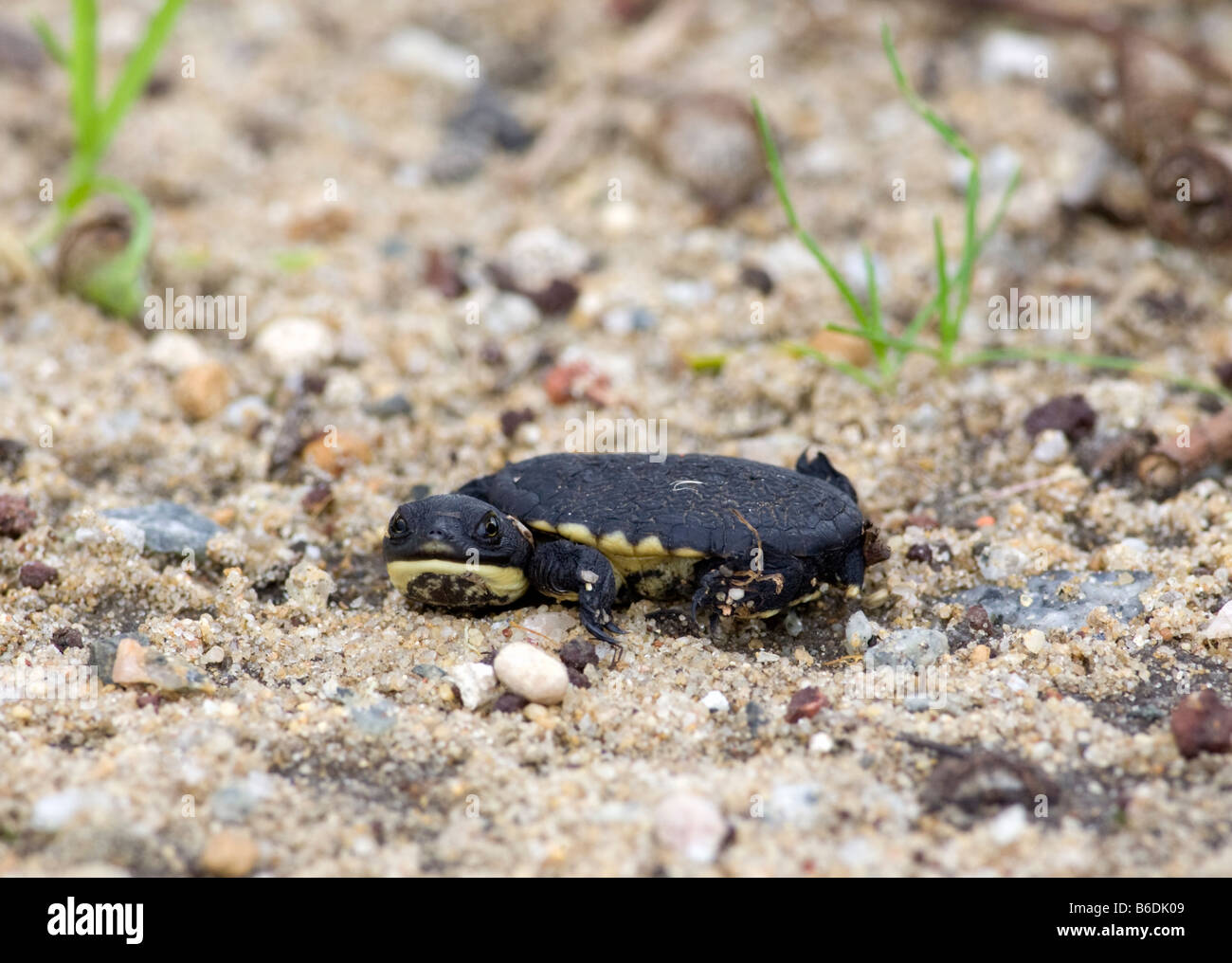 Un bébé qui vient de naître (tortues oblongues chelodina oblonga). Pâtre Lake Regional Park, Perth, Australie occidentale Banque D'Images