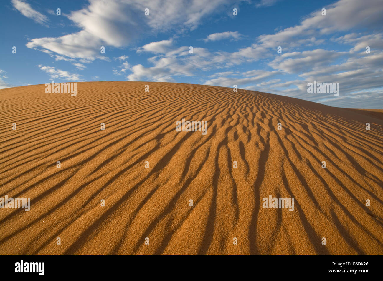 L'Afrique du Kgalagadi Transfrontier Park dans les dunes de sable rouge du désert du Kalahari, au coucher du soleil Banque D'Images