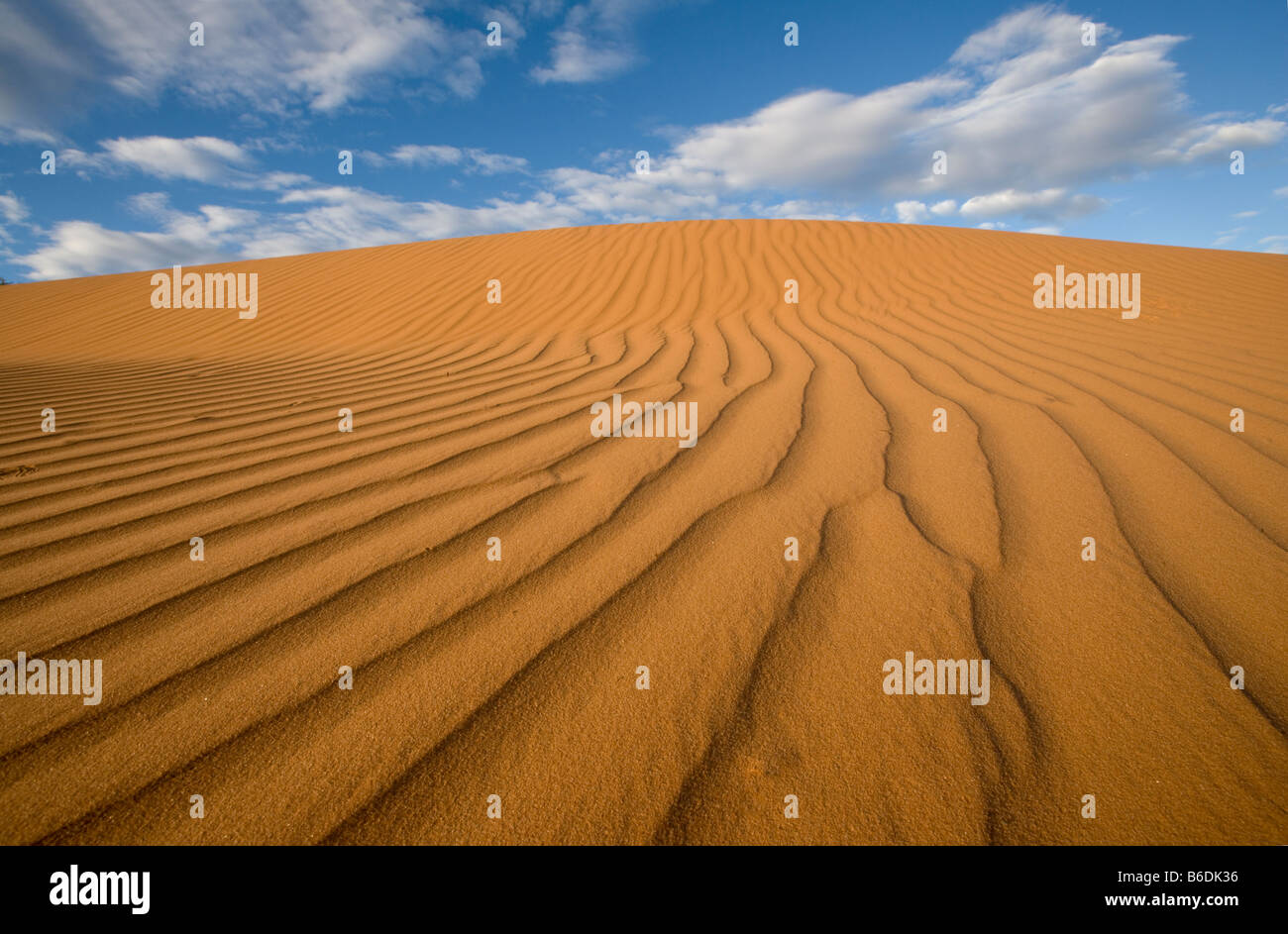 L'Afrique du Kgalagadi Transfrontier Park dans les dunes de sable rouge du désert du Kalahari, au coucher du soleil Banque D'Images