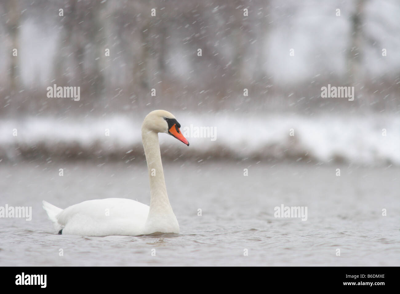 Mute swan (Cygnus olor) sur la neige. Banque D'Images