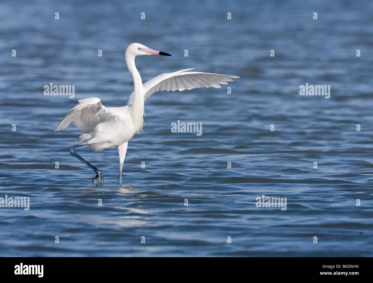 Une forme blanche (White) Phase poissons Aigrette rougeâtre à Fort Myers, Floride. Banque D'Images