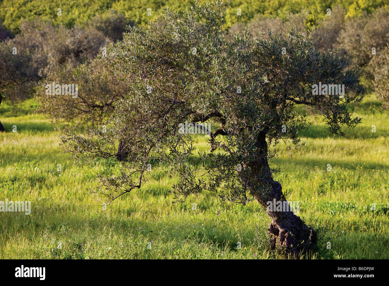 Arbre généalogique Olive Espagne Banque D'Images
