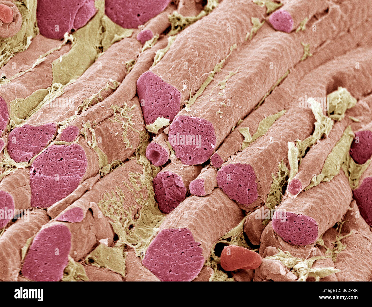 Les fibres musculaires squelettiques, couleur de l'analyse des électrons Microphotographie (SEM). Tissu conjonctif endomysium est jaune. Banque D'Images