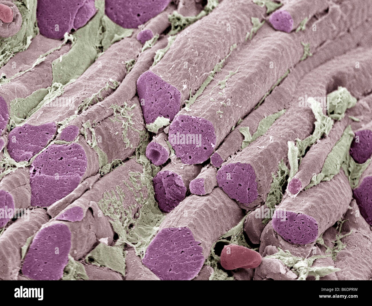Les fibres musculaires squelettiques, couleur de l'analyse des électrons Microphotographie (SEM). Tissu conjonctif endomysium est jaune. Banque D'Images