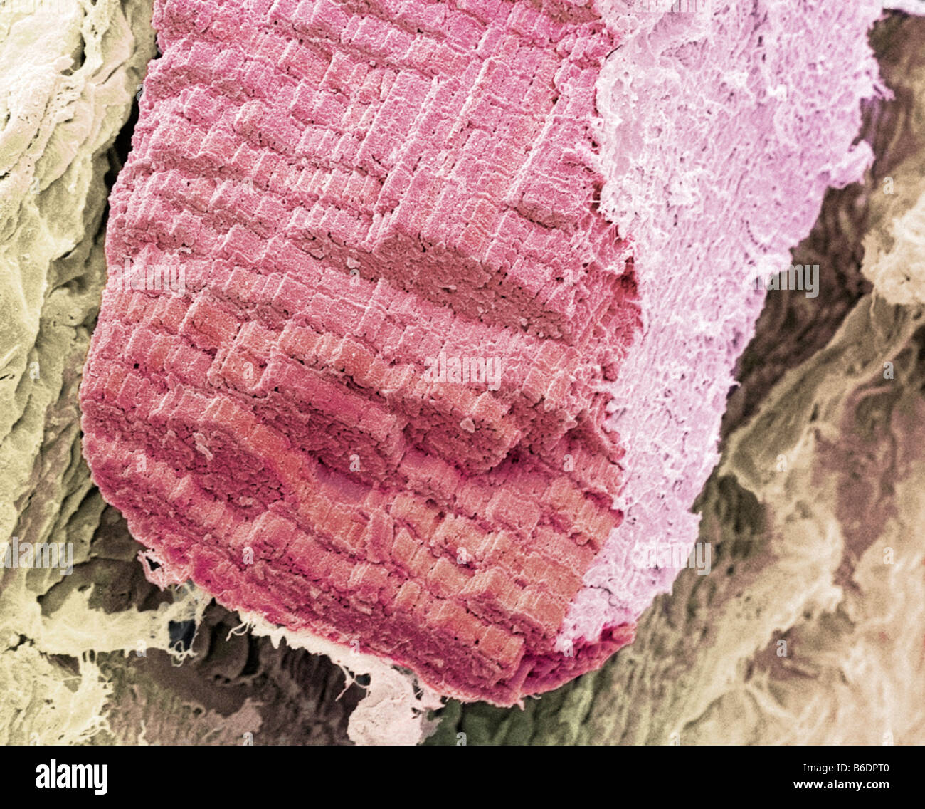 Les fibres musculaires squelettiques, couleur de l'analyse des électrons Microphotographie (SEM). Tissu conjonctif endomysium est jaune. Banque D'Images