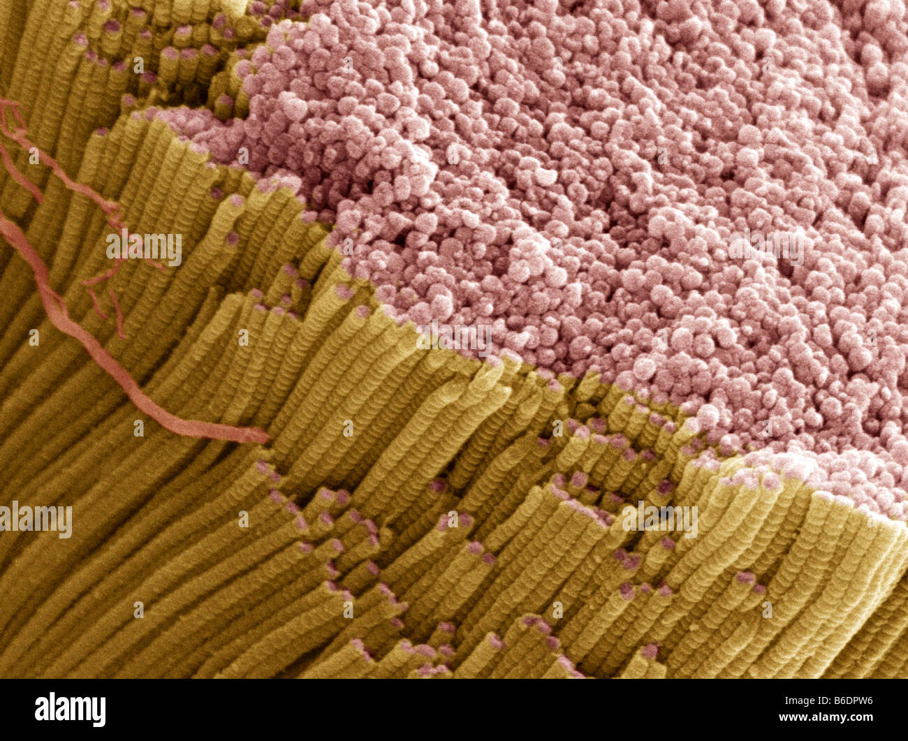 Tendon, couleur de l'analyse des électrons Microphotographie (SEM), montrant les faisceaux de fibres de collagène Banque D'Images