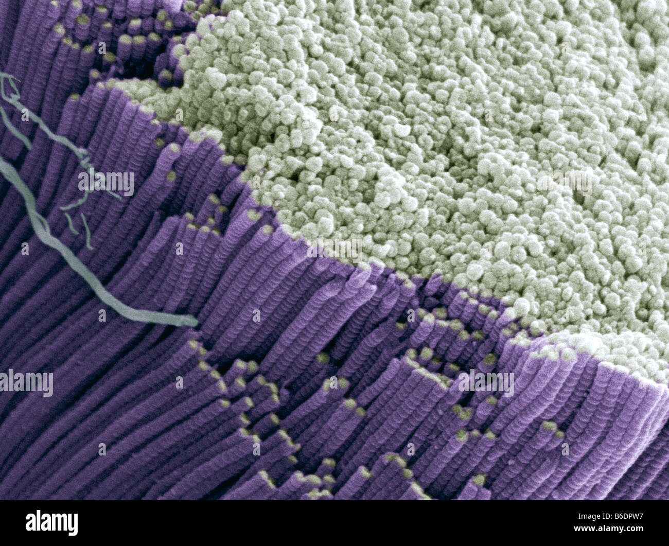 Tendon, couleur de l'analyse des électrons Microphotographie (SEM), montrant les faisceaux de fibres de collagène Banque D'Images