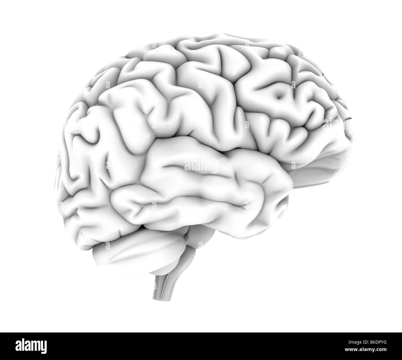 Cerveau humain, l'oeuvre de l'ordinateur. L'avant de thebrain est à droite. Banque D'Images Cerveau humain, l'oeuvre de l'ordinateur. L'avant de thebrain est à droite. Banque D'Images