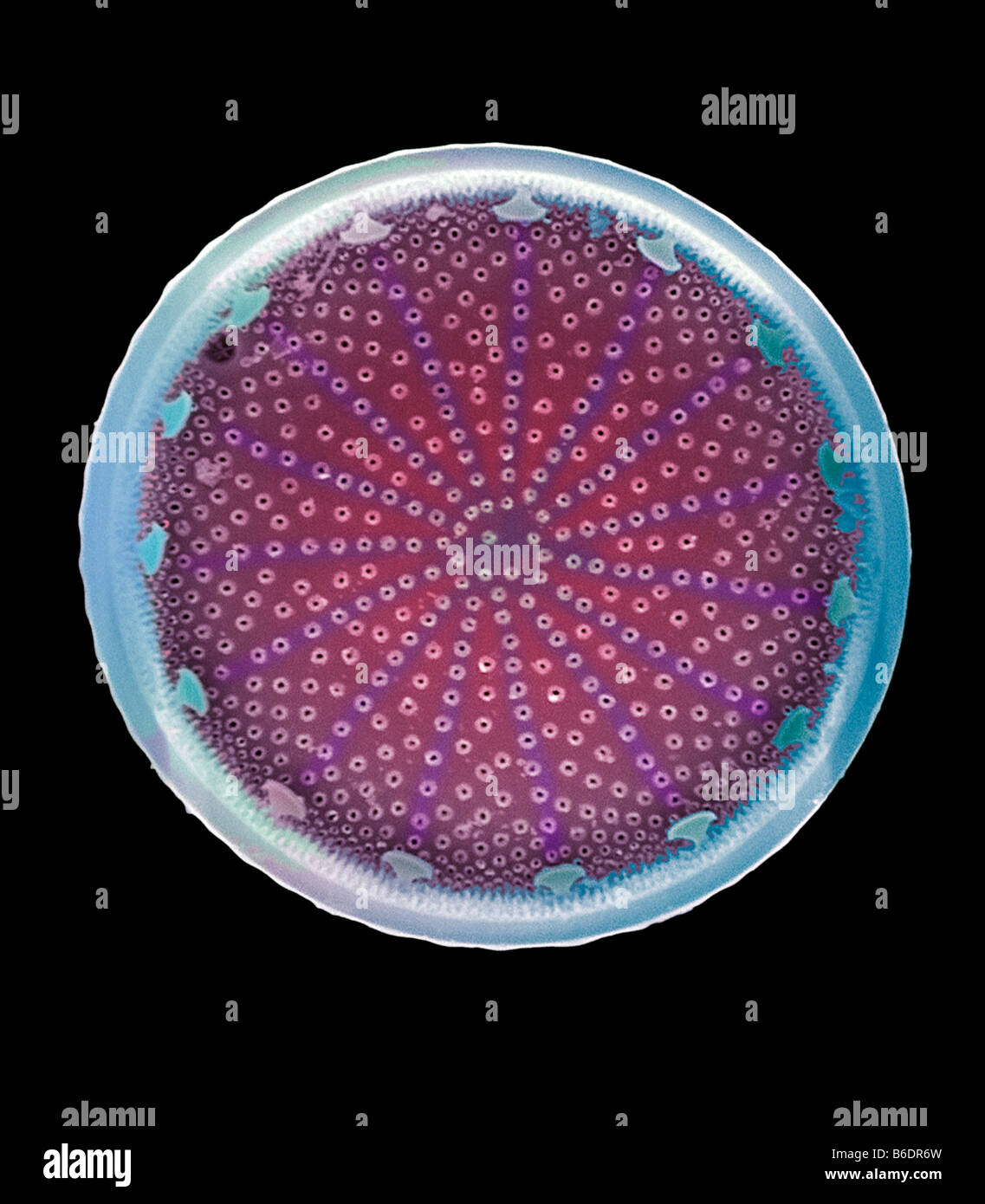 Diatomée marine est tonique de planches les algues unicellulaires frustule minéralisée(paroi cellulaire) contient de la silice assure la protection et l'appui Banque D'Images