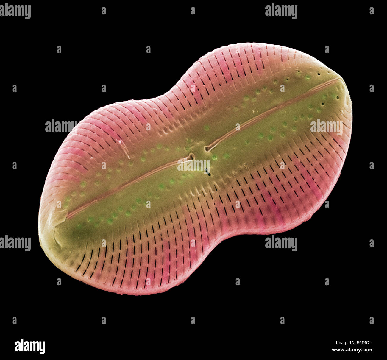 Diploneis sp. plank tonic les algues unicellulaires frustule minéralisée(paroi cellulaire) contient de la silice assure la protection et l'appui Banque D'Images