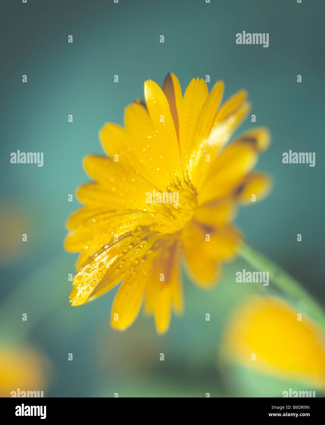 Calendula officinalis peut être utilisé en fortreating medicially infusions blessures il a un effet anti-inflammatoire réduit la douleur Banque D'Images