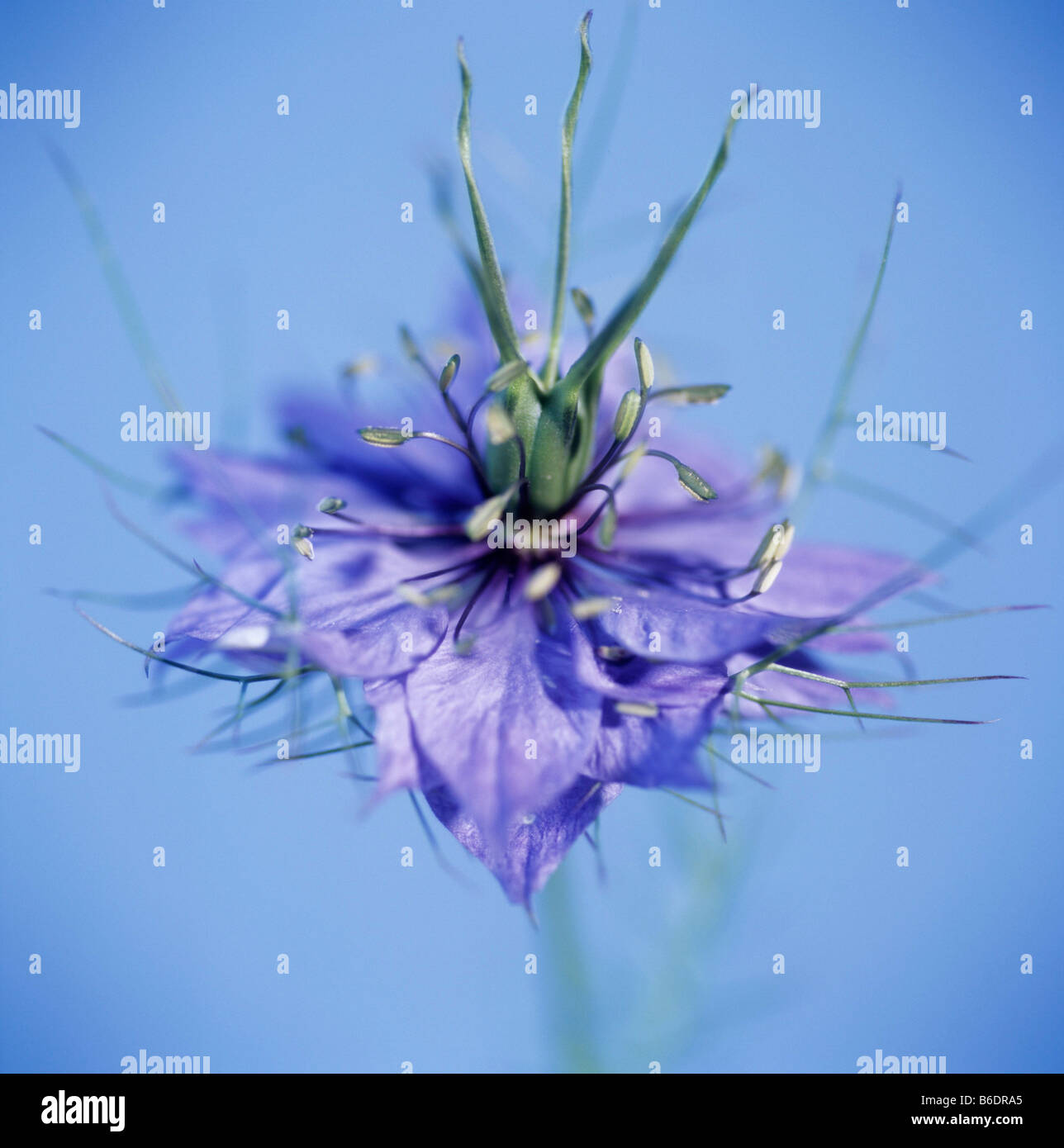 Nigella sp.graines de la plante connue sous le nom de cumin noir sont utilisées comme épice en cuisine et aussi à des fins médicinales comme adiuretic Banque D'Images