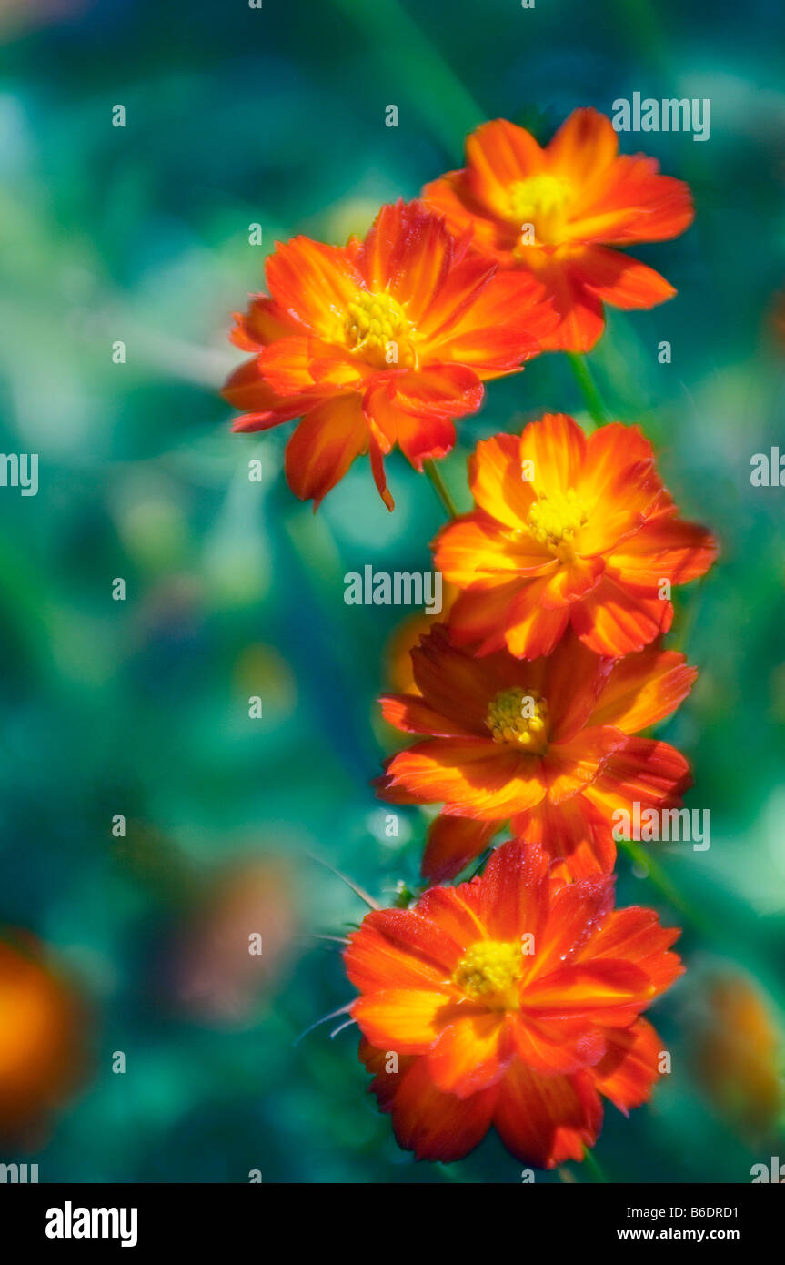 Fleur rouge cosmos (Cosmos sulphureus).photographié en juillet Photo Stock  - Alamy