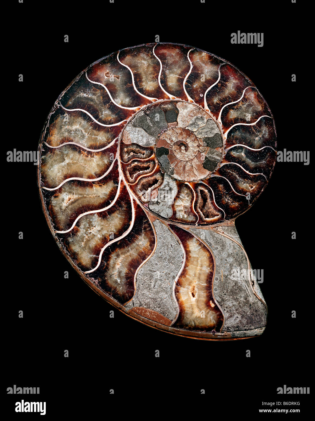 Ammonite. Sectioned poli ammonite fossile. Les ammonites ont disparu des invertébrés marins. Banque D'Images