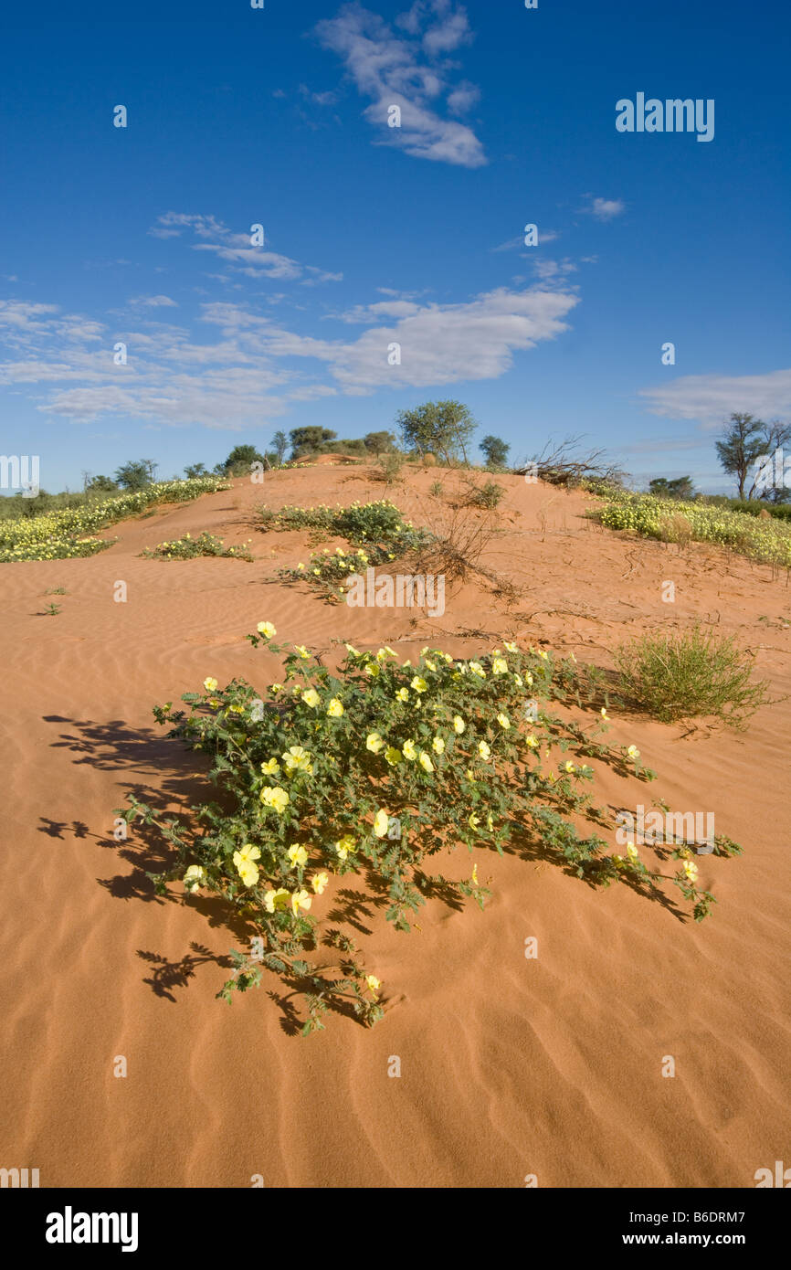 L'Afrique du Kgalagadi Transfrontier Park Yellow fleurs sauvages dans les dunes de sable rouge dans le désert du Kalahari Banque D'Images