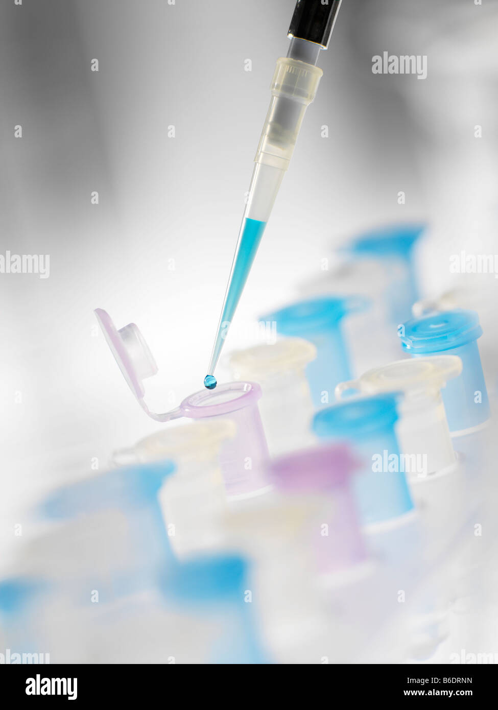 La préparation des flacons échantillons. Pipeter utilisés pour ajouter un liquide à un flacon. Banque D'Images
