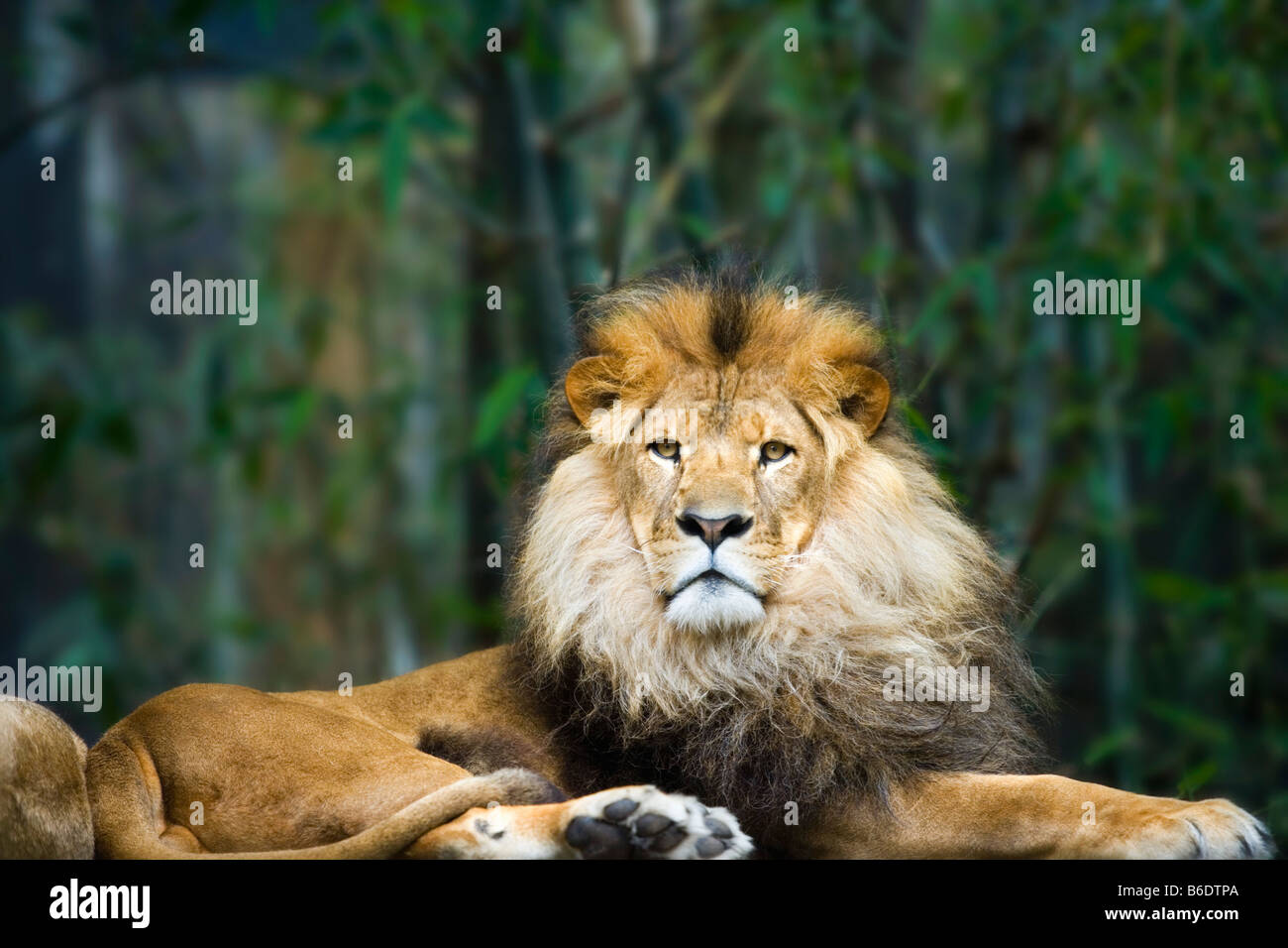 Afrique du Sud, Johannesburg, Lion (Panthera Leo) Banque D'Images