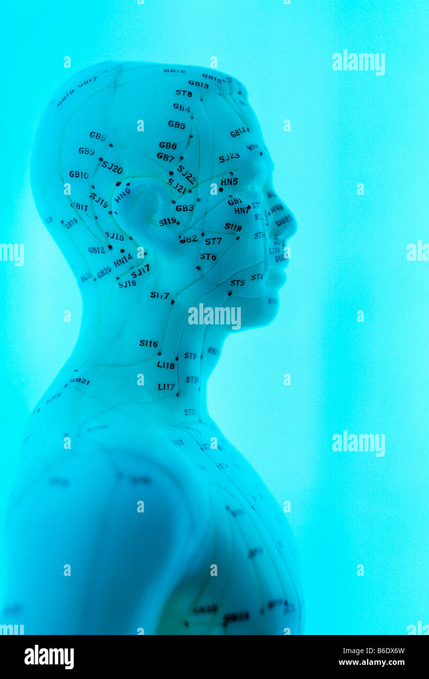 La tête et du haut du corps du modèle du corps humain marqué avec points d'acupuncture Banque D'Images