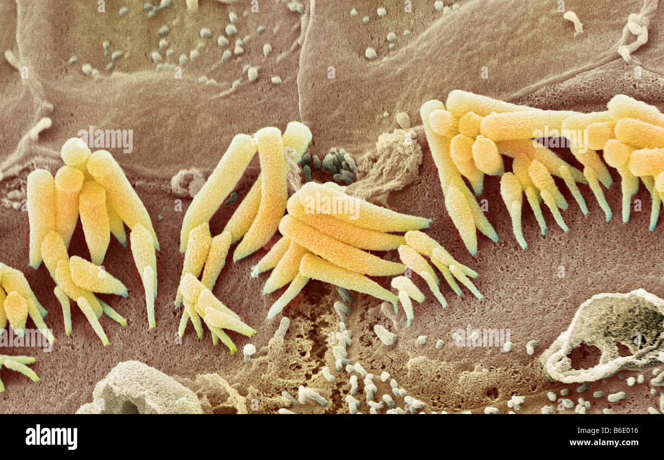 Les cellules ciliées de l'oreille interne, couleur de l'analyse des ...