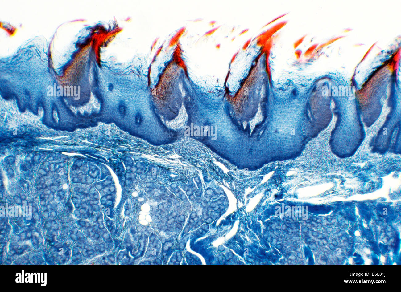 Papilles de la langue, de la lumière de l'article par alongitudinal micrograph Papilles filiformes sur la surface de la langue. Banque D'Images