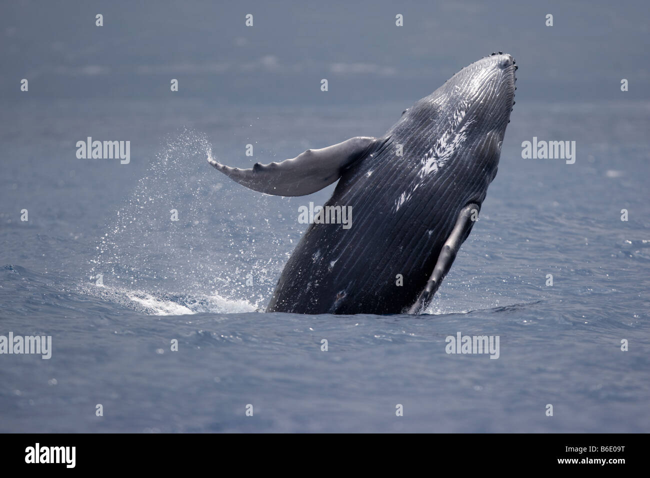 Etats Unis Hawaii Big Island Bebe Baleine A Bosse Megaptera Novaengliae Violer Dans L Ocean Pacifique Le Long De La Cote De Kona Photo Stock Alamy