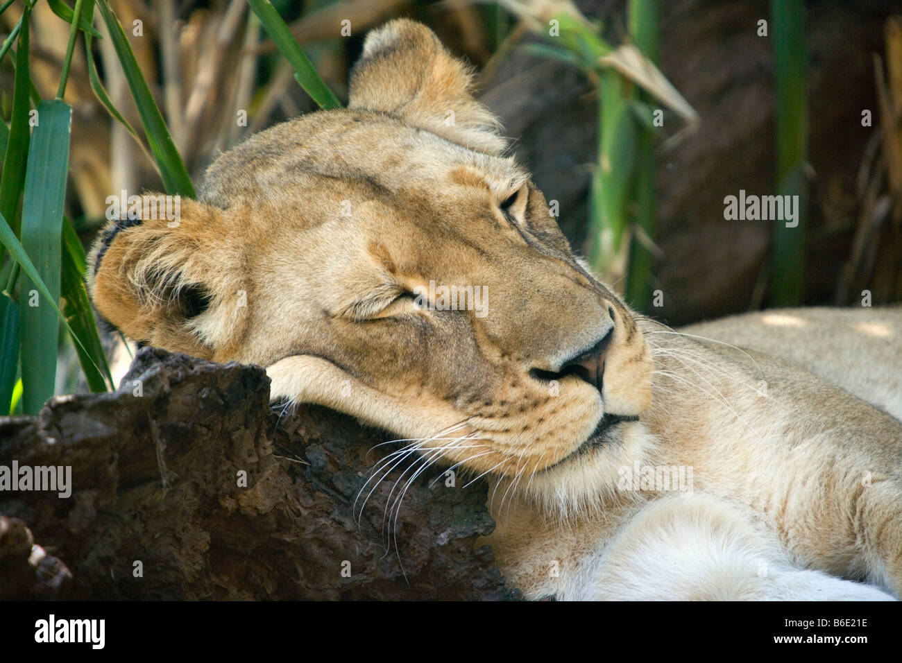 L'Afrique du Sud, Johannesburg, en captivité lion (Panthera leo) Banque D'Images