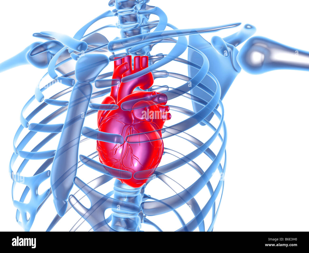 Coeur à l'intérieur de la cage thoracique Photo Stock - Alamy