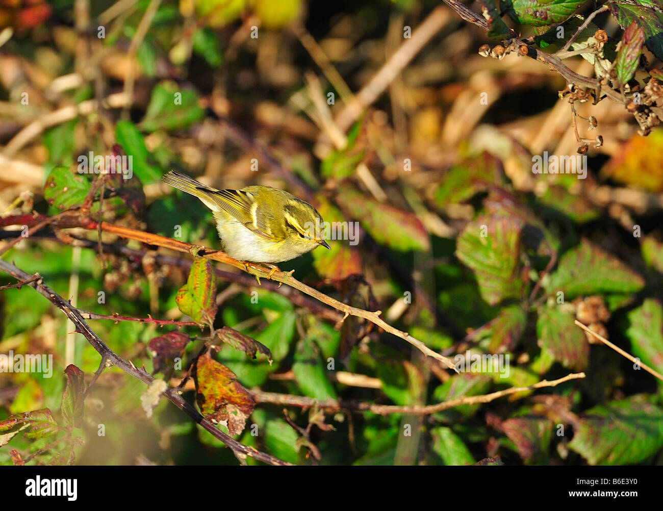 La Paruline de Pallas. Phylloscopus proregulus Banque D'Images