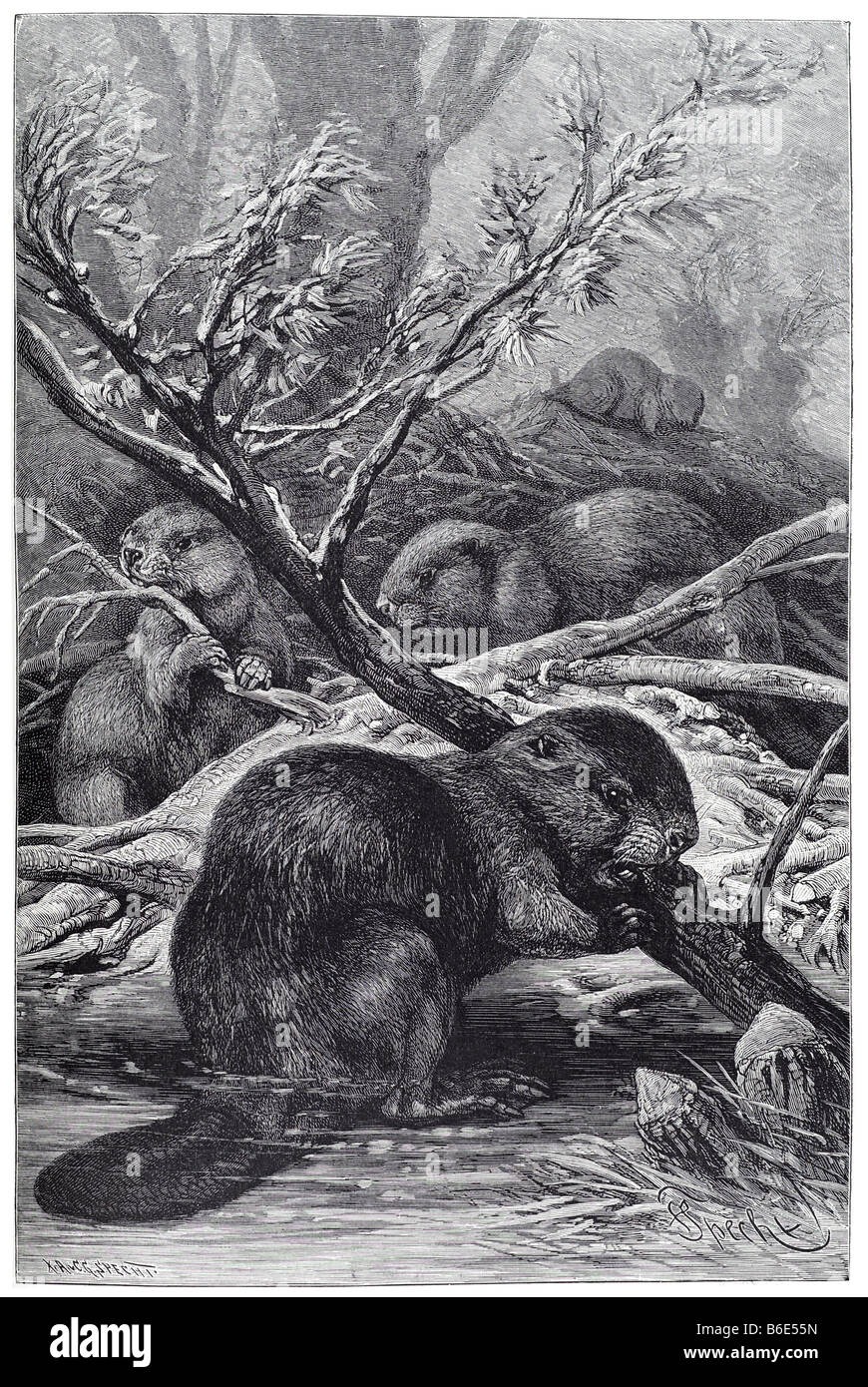 Le Castor Le castor sont deux principalement nocturne, semi-aquatiques de rongeur, l'un originaire d'Amérique du Nord et l'un pour l'Eurasie Banque D'Images