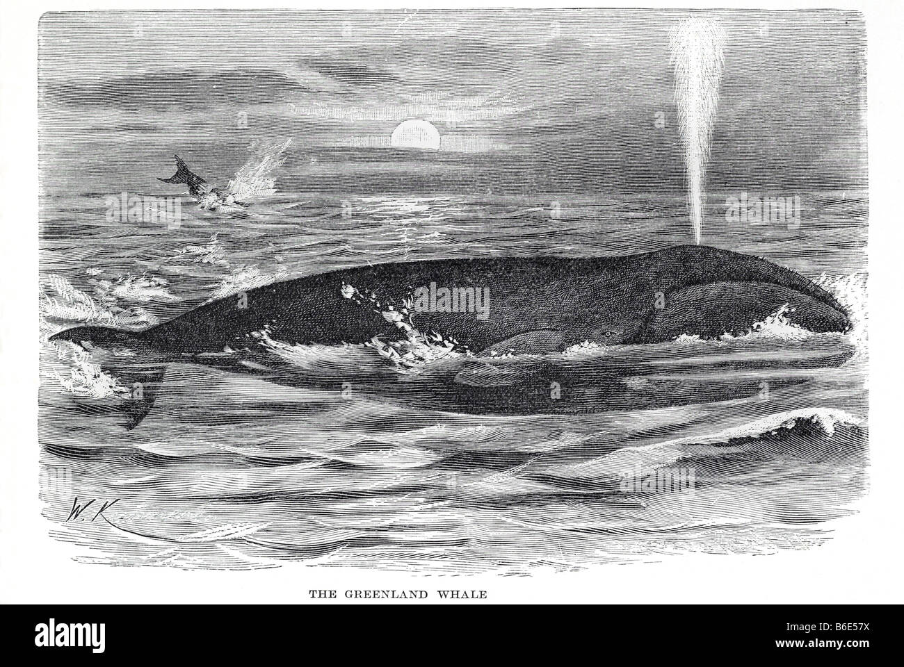 Baleine boréale Baleine boréale Balaena mysticetus Banque D'Images