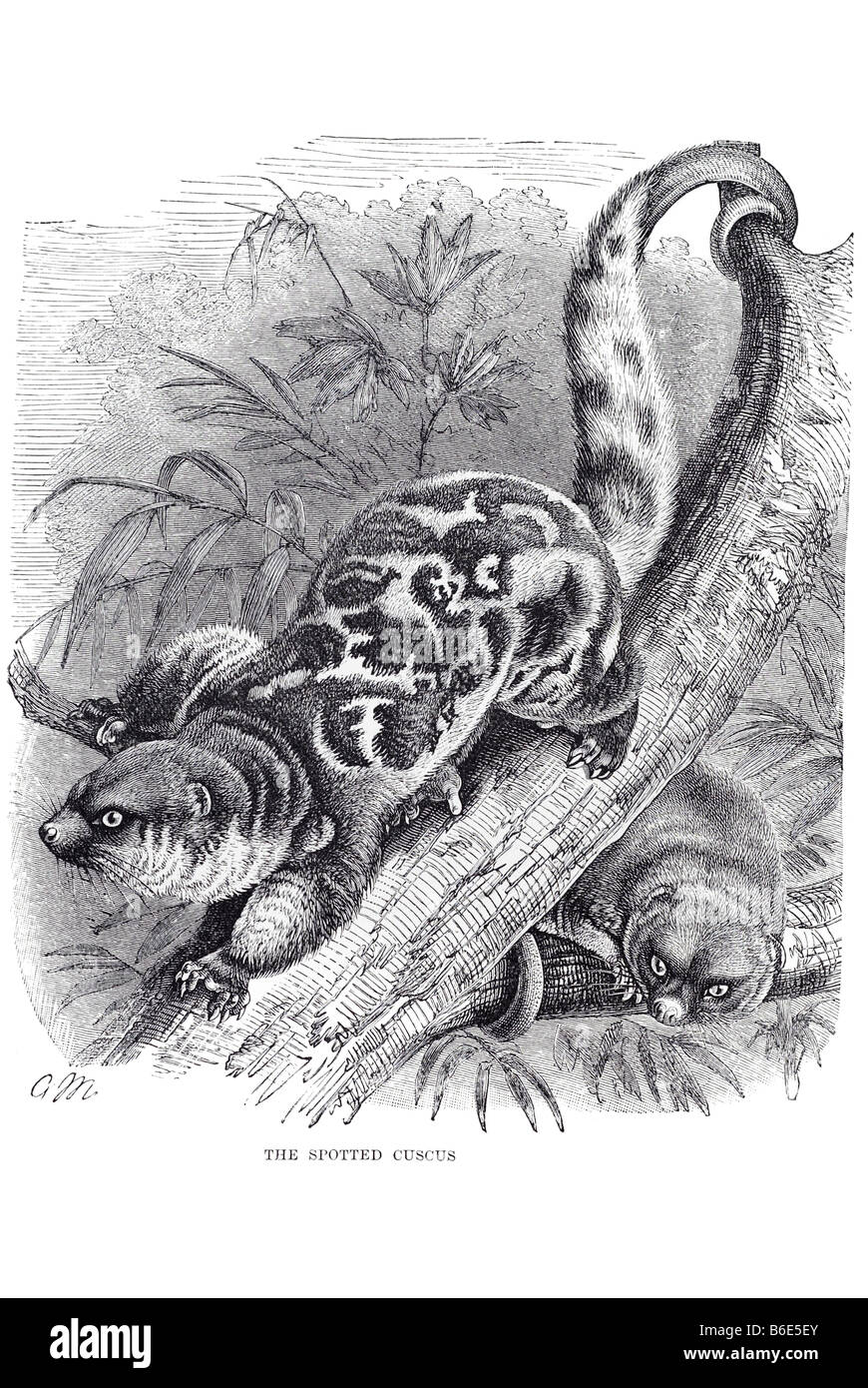 La commune (Spilocuscus maculatus) le couscous est un marsupial le couscous, un animal qui vit