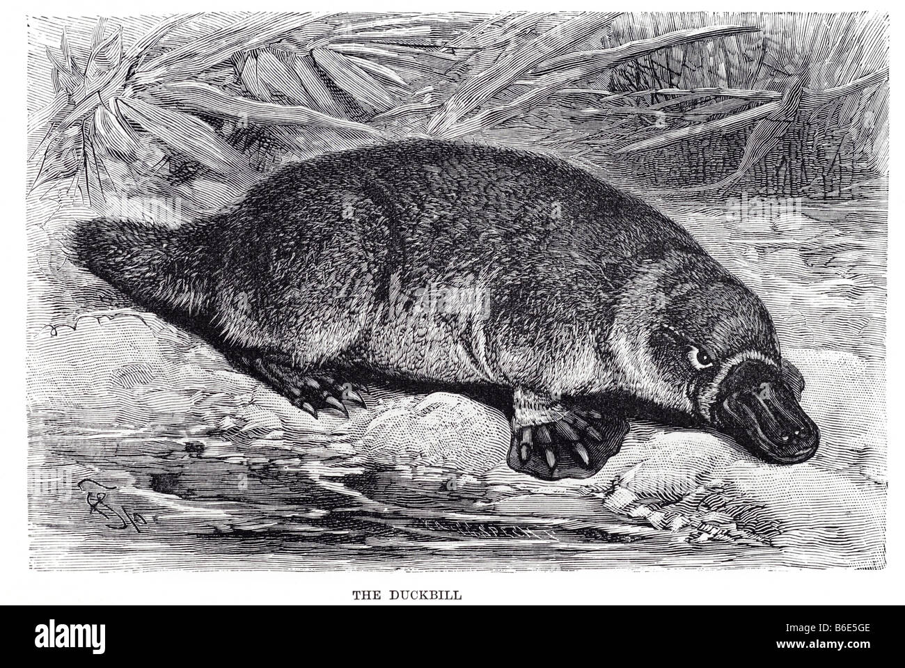 D'ENRUBANNAGE Ornithorhynchus anatinus ornithorynque mammifère semi-aquatique endémique de l'Australie, y compris en Tasmanie. Ensemble avec t Banque D'Images