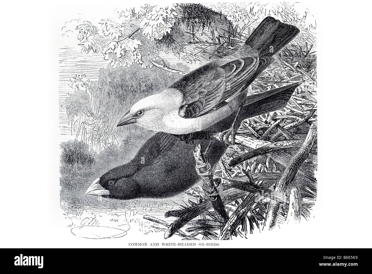 Blanc oiseau commun dirigé ox l'oxpecker est constitué de deux espèces d'oiseau qui forment la famille Buphagidae ; certains l'ornithologue Banque D'Images