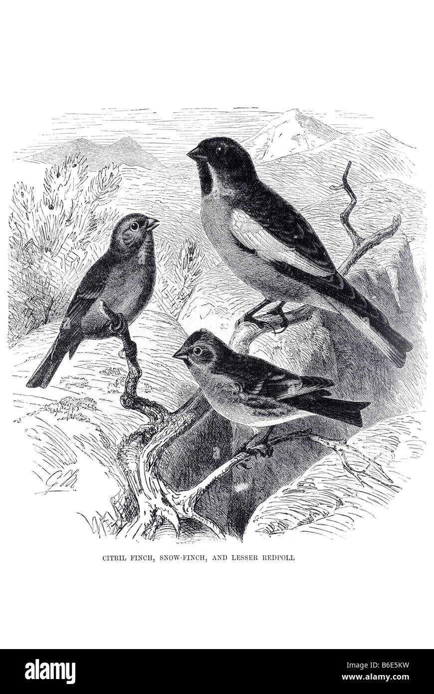 Venturon montagnard Sizerin flammé Carduelis moindre finch neige cabaret passereaux appartenant au genre Carduelis dans la famille, Fringill Banque D'Images