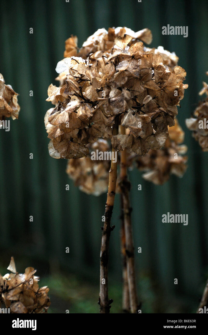 Tête d'hortensias en hiver Banque D'Images