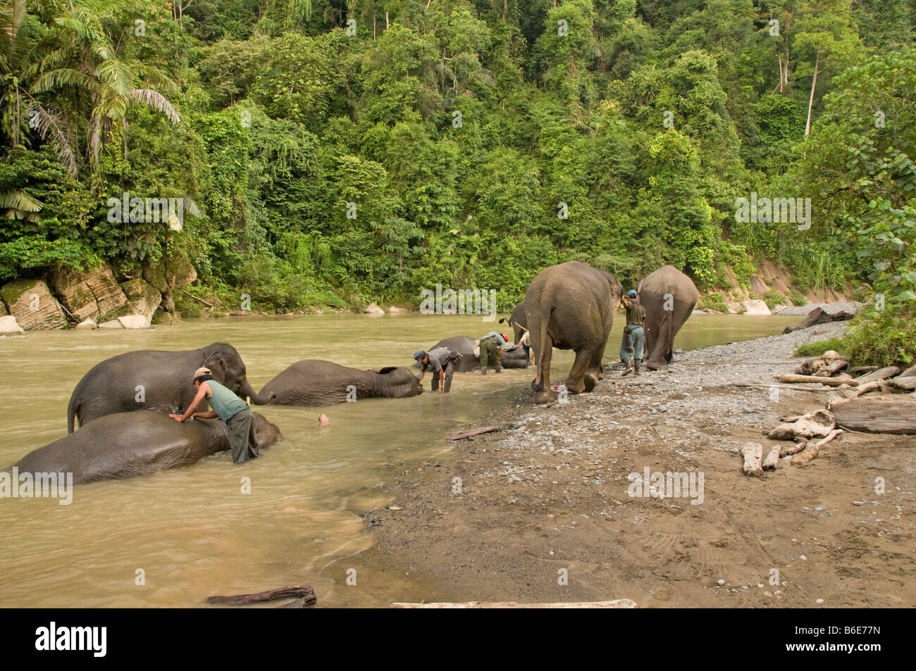 Les éléphants d'être entraînés dans une rivière de Tangkahan, Sumatra, Indonésie Banque D'Images