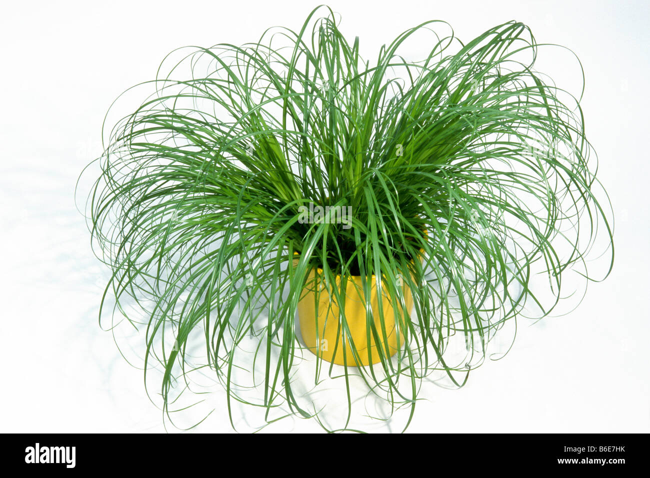 Cyperus Zumula Banque De Photographies Et D images Haute R solution cyperus-zumula-banque-de-photographies-et-d-images-haute-r-solution