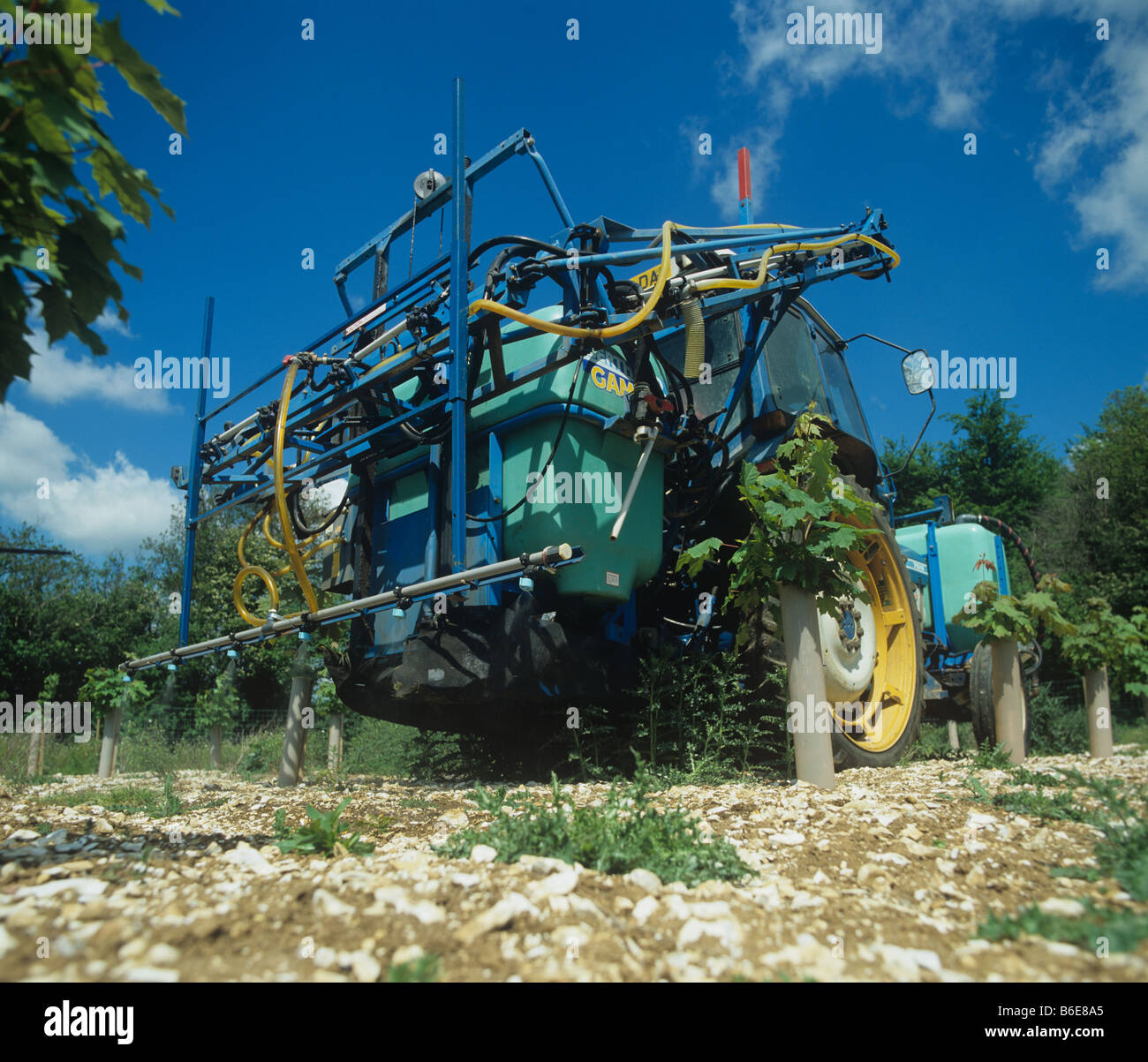 Pulvérisateur tracteur modifié à l'épandage en bandes les mauvaises herbes entre les rangs de jeunes arbres d'érable Banque D'Images