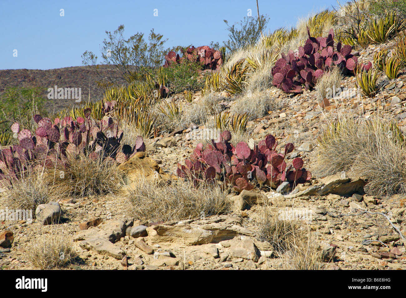 Big Bend le figuier de Barbarie Opuntia azurea Big Bend National Park Utah United States 15 Habitat avril Cactaceae Banque D'Images