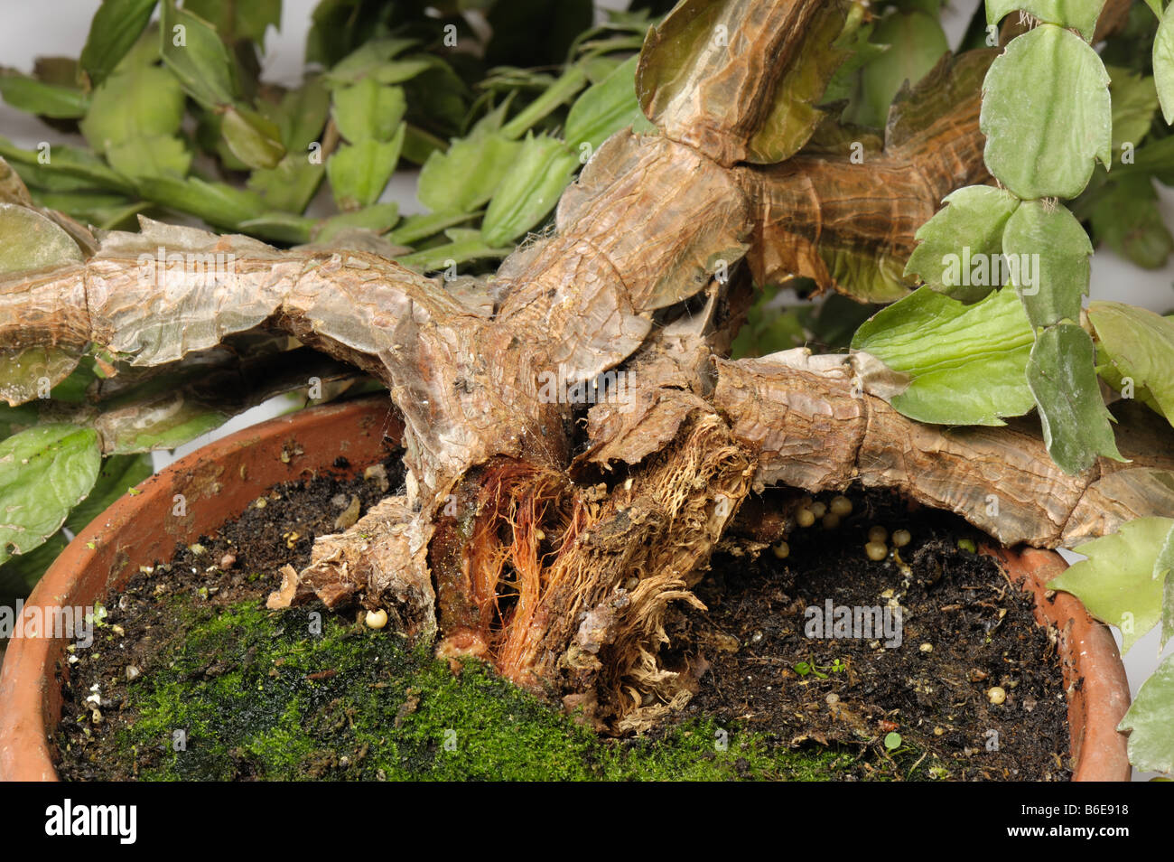 Lsion bactrienne de la pourriture molle (Erwinia carotovorum) Dgts au  cactus de Nol Schlumbergera sp Photo Stock - Alamy