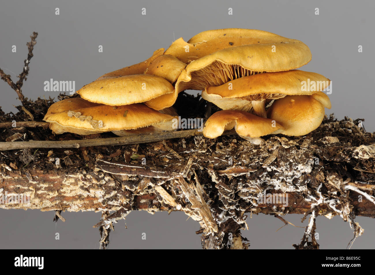 Faux chantrelle Hygrophoropsis aurantiaca caps sur le pourrissement du bois de cèdre Banque D'Images