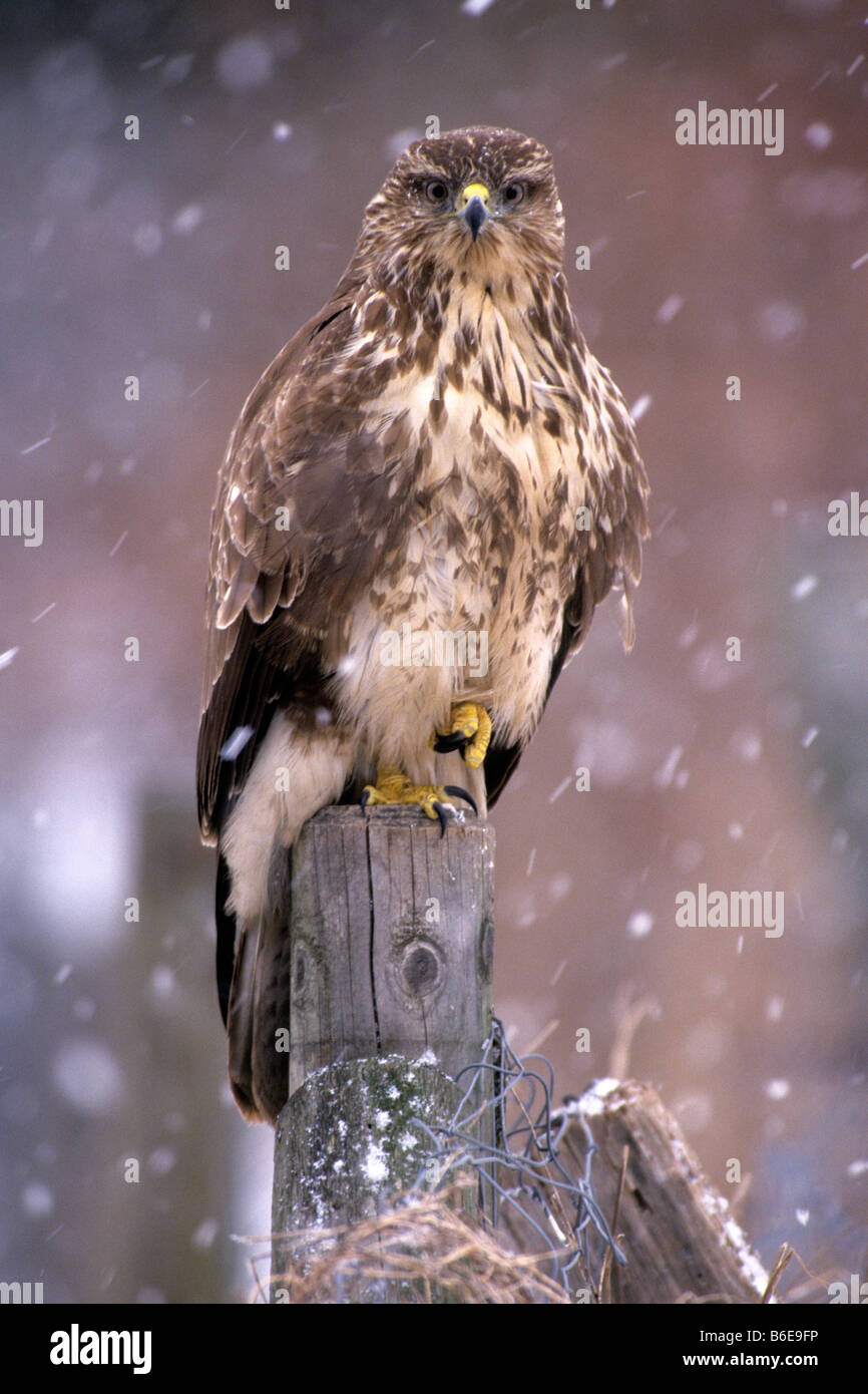 La buse (Buteo buteo) perché sur poster dans la neige qui tombe Banque D'Images La buse (Buteo buteo) perché sur poster dans la neige qui tombe Banque D'Images