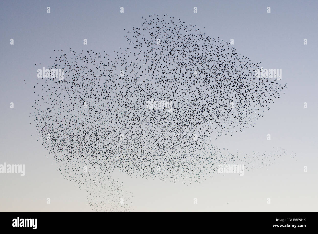 Grande bande ou "urmuration» d'Étourneaux Sturnus vulgaris au-dessus de la jetée de Brighton East Sussex UK hiver Brigton Banque D'Images